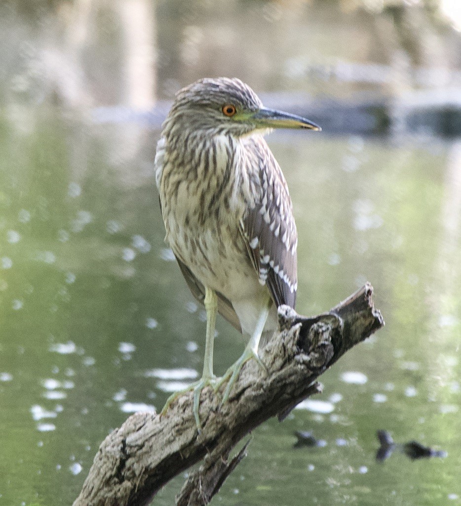 Black-crowned Night Heron - ML170509561