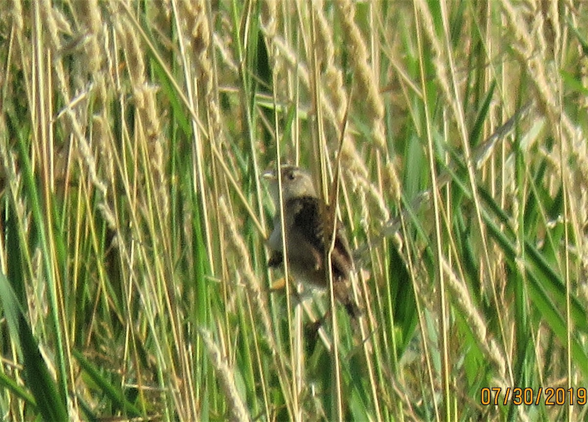 Sedge Wren - ML170509911