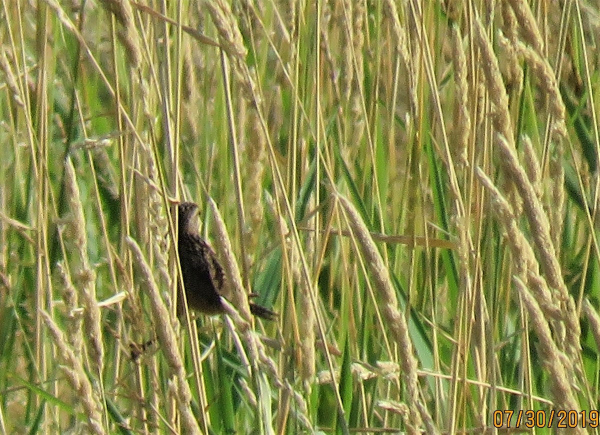 Sedge Wren - ML170509921