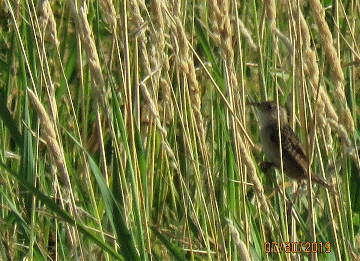 Sedge Wren - ML170509931