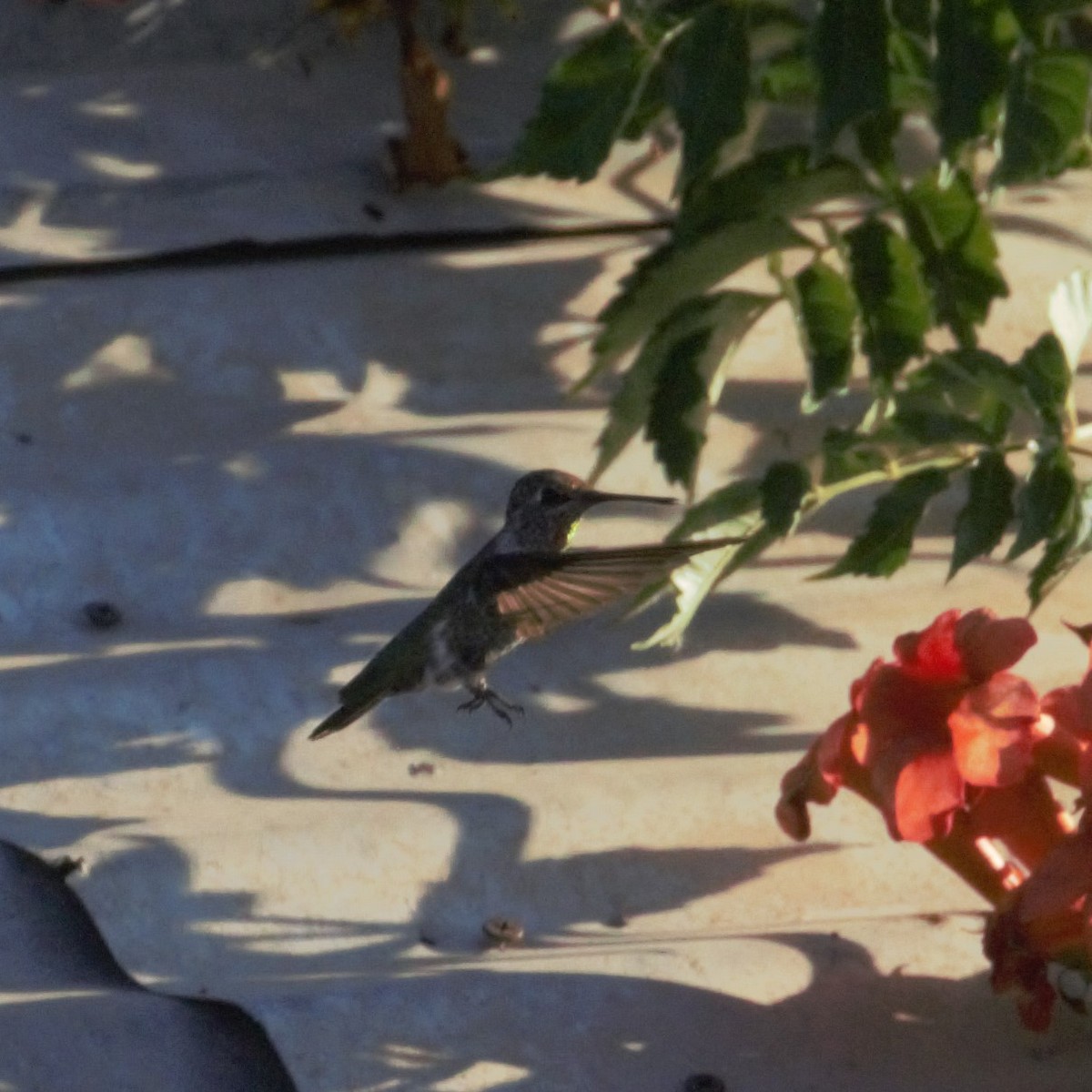 Anna's Hummingbird - ML170510541