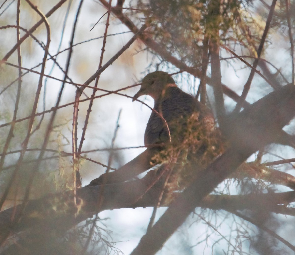 Inca Dove - ML170510681