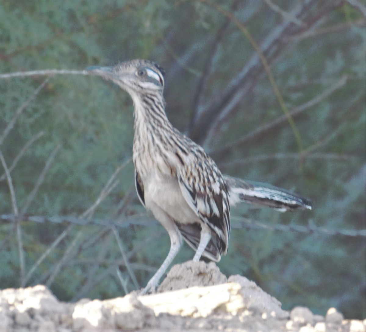 Greater Roadrunner - ML170510841