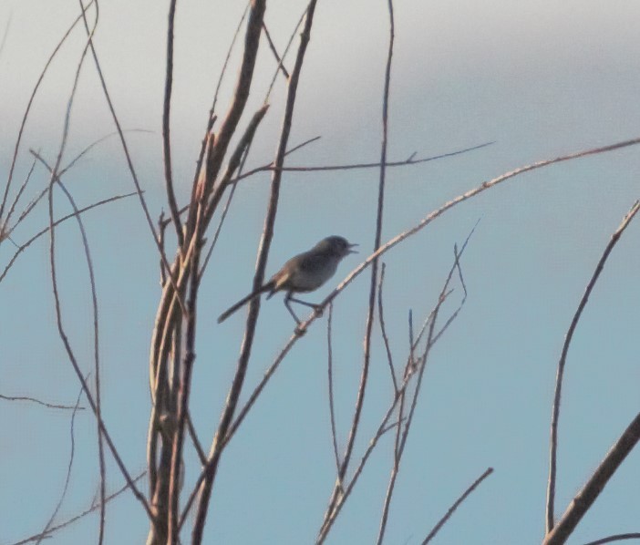 Black-tailed Gnatcatcher - Lucas Corneliussen