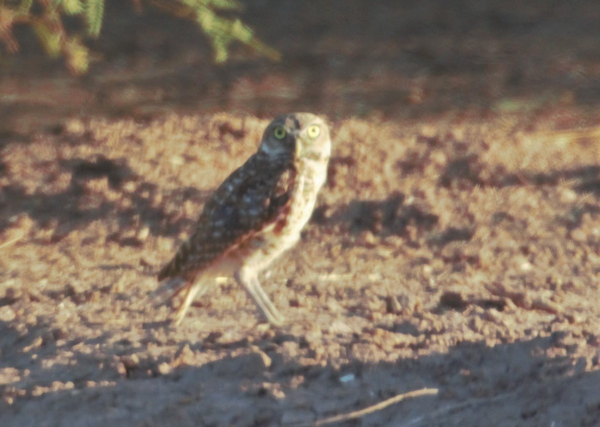 Burrowing Owl - Lucas Corneliussen