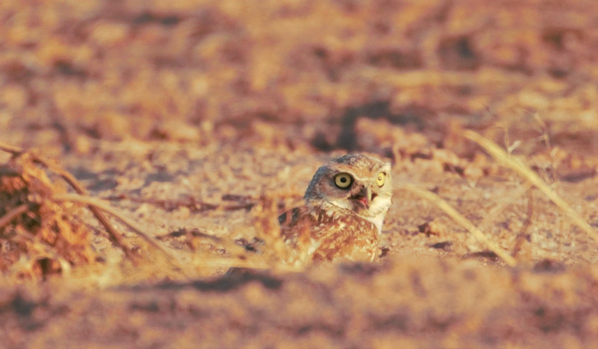 Burrowing Owl - Lucas Corneliussen