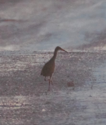 Ridgway's Rail (Yuma) - Lucas Corneliussen