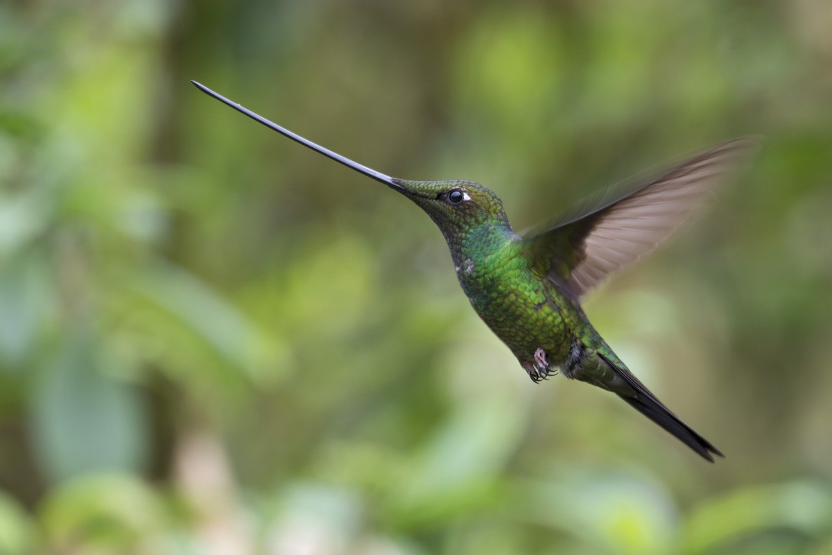 Sword-billed Hummingbird - Debra Herst