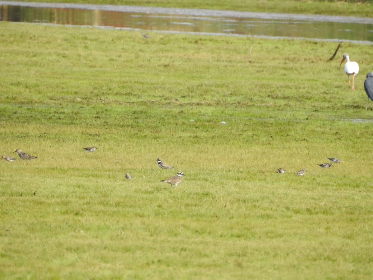 tanımsız küçük kumkuşu (Calidris sp.) - ML170513261