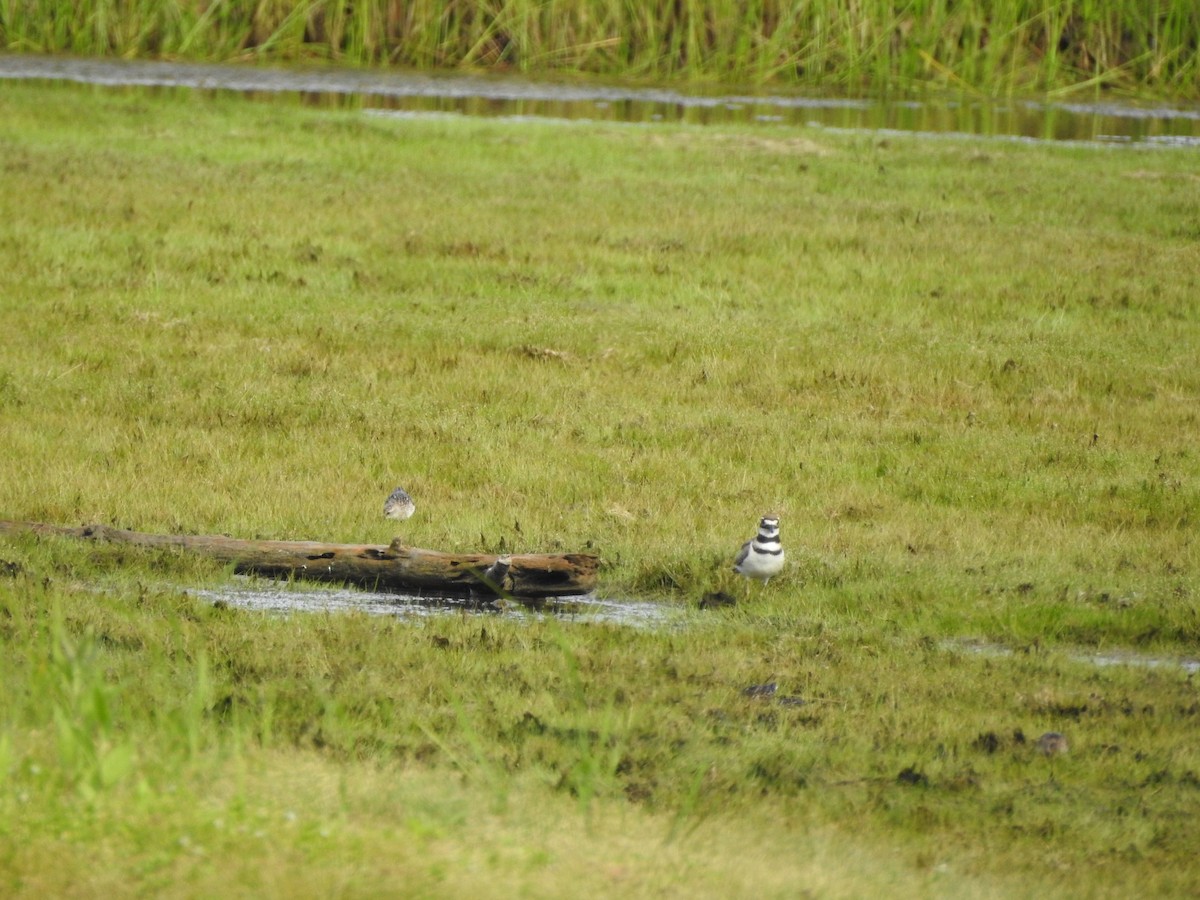 Calidris sp. (petit bécasseau sp.) - ML170513531