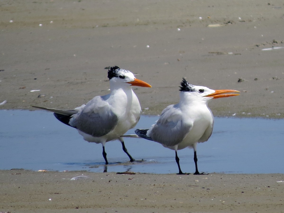 Royal Tern - ML170515011