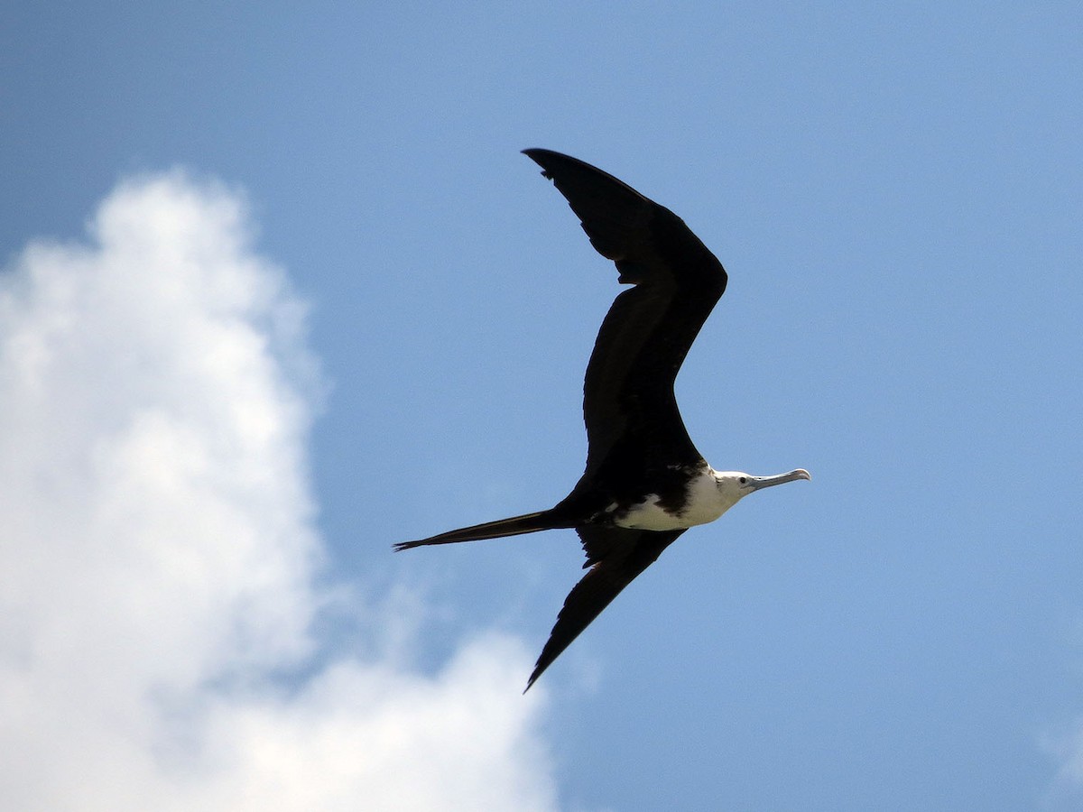 Magnificent Frigatebird - ML170515311