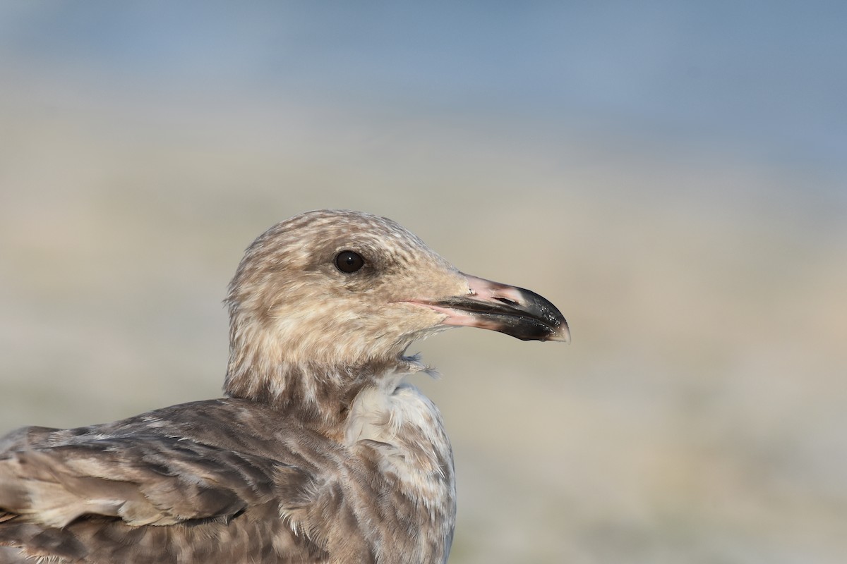 Gaviota Argéntea - ML170515551