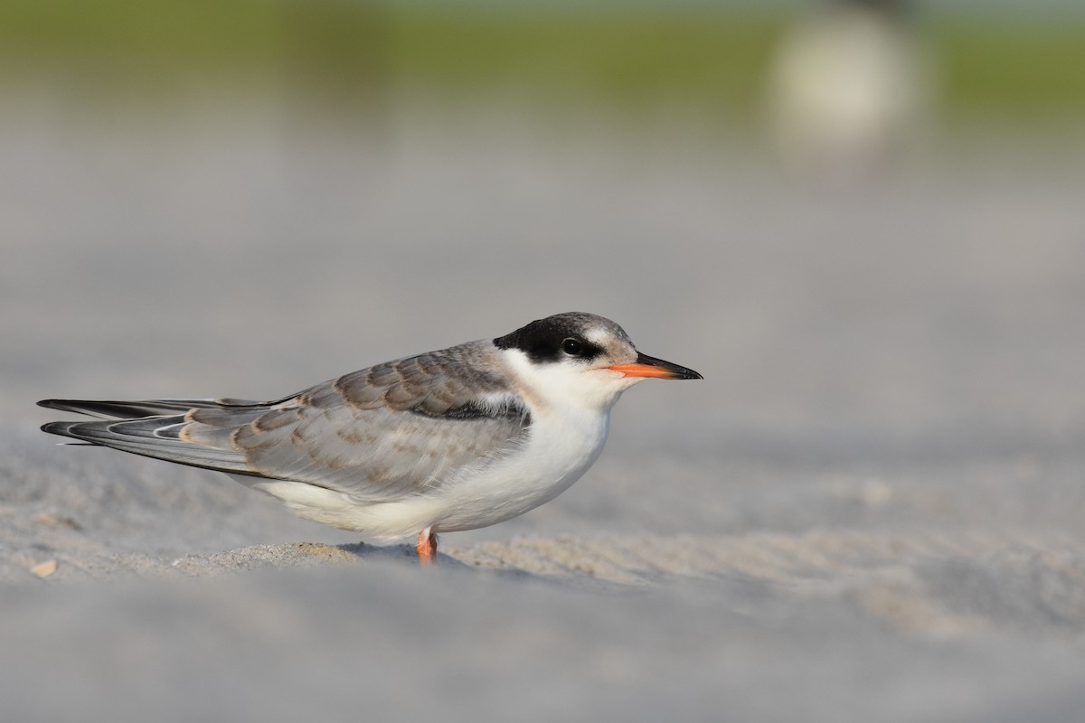 Common Tern - ML170515581