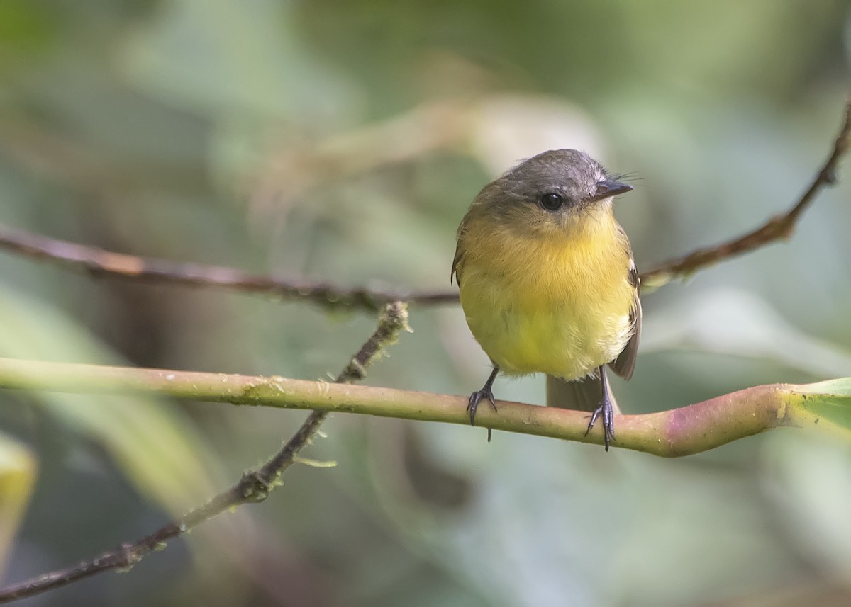 Handsome Flycatcher - ML170515661