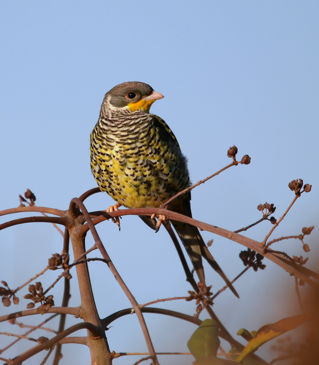 Swallow-tailed Cotinga - ML170516491