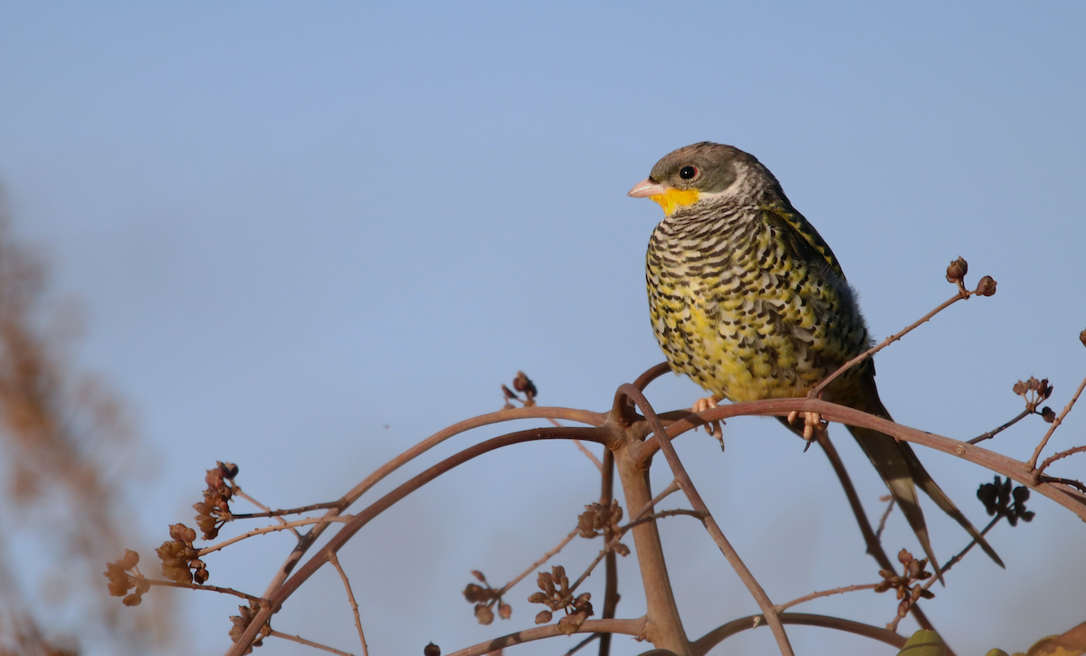 Swallow-tailed Cotinga - ML170517001