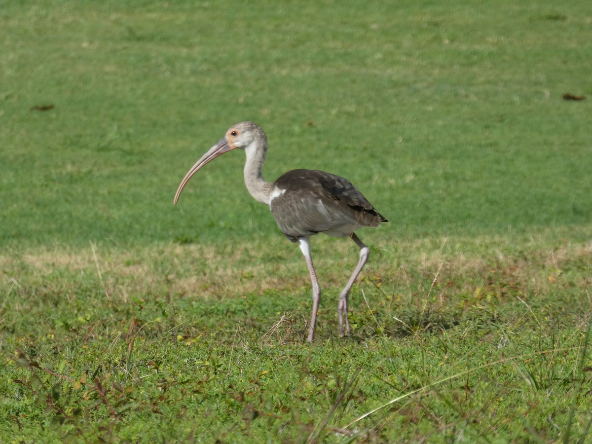 Ibis blanc - ML170517151