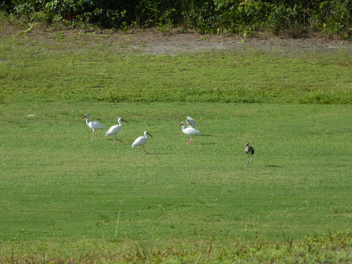 Ibis blanc - ML170517351