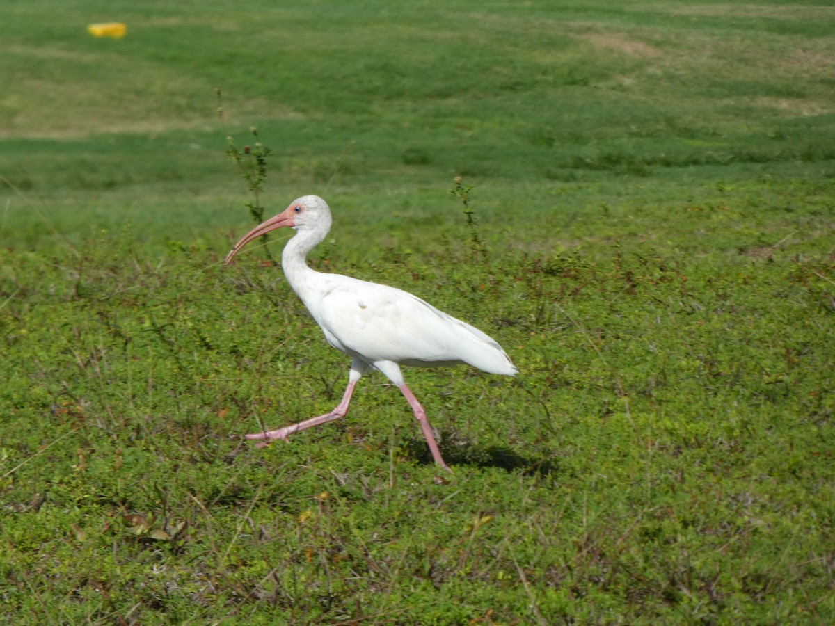 Ibis blanc - ML170517371