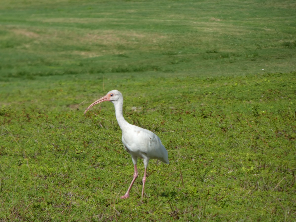 Ibis blanc - ML170517391