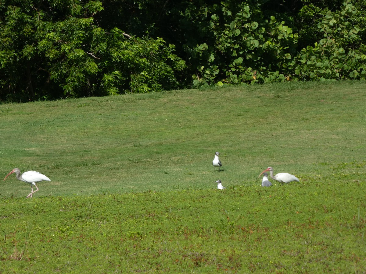 Ibis blanc - ML170517571