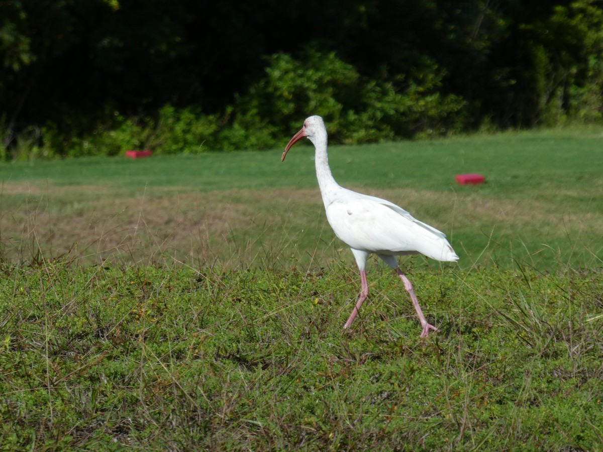 Ibis blanc - ML170517591