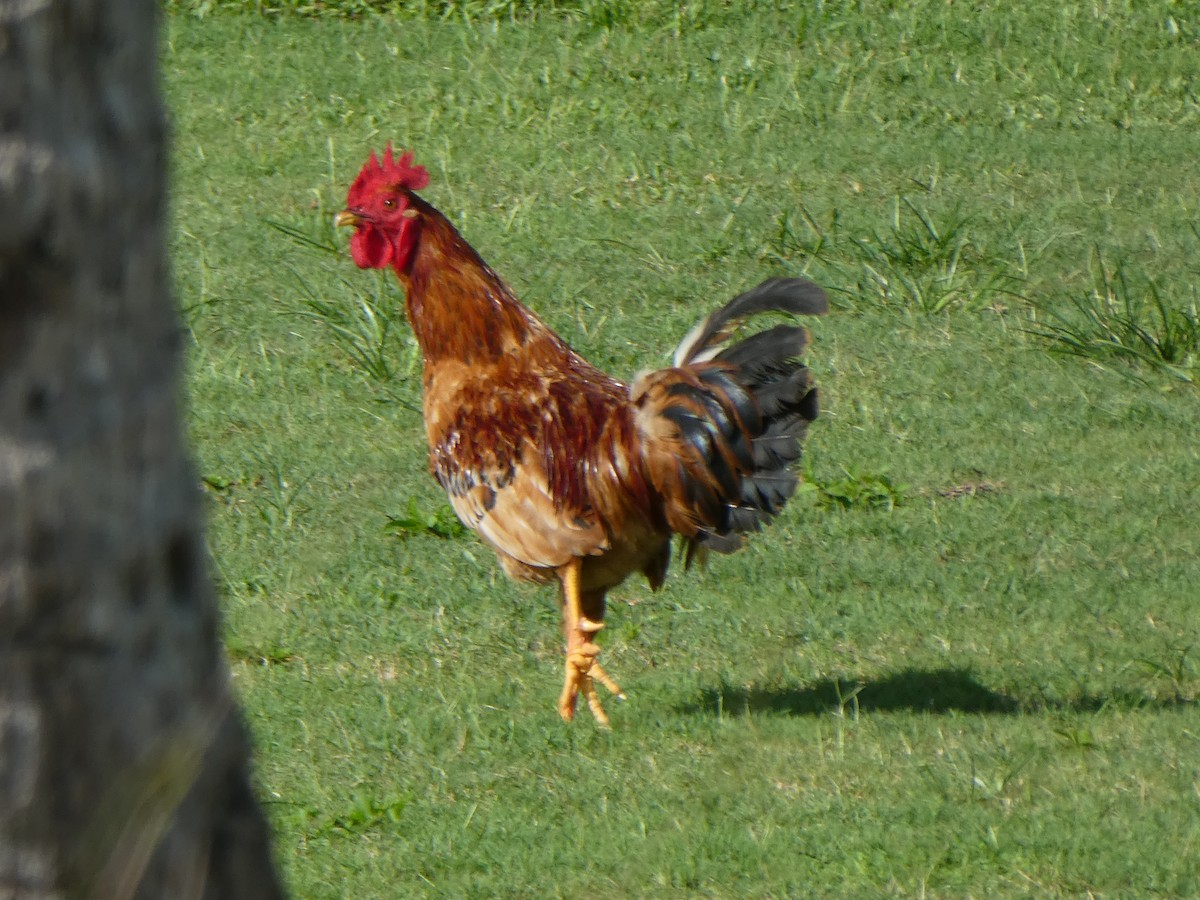 Red Junglefowl (Domestic type) - ML170517911