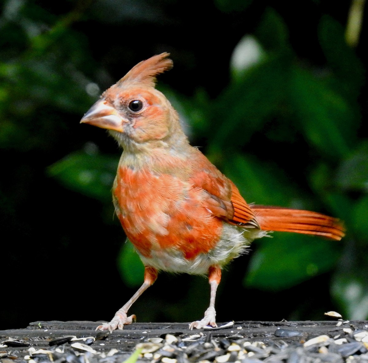 Northern Cardinal - Van Remsen