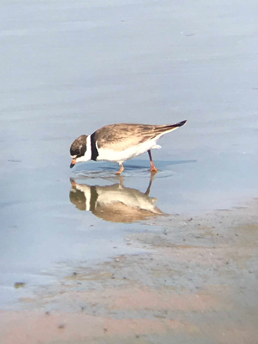 Chorlitejo Semipalmeado - ML170518621