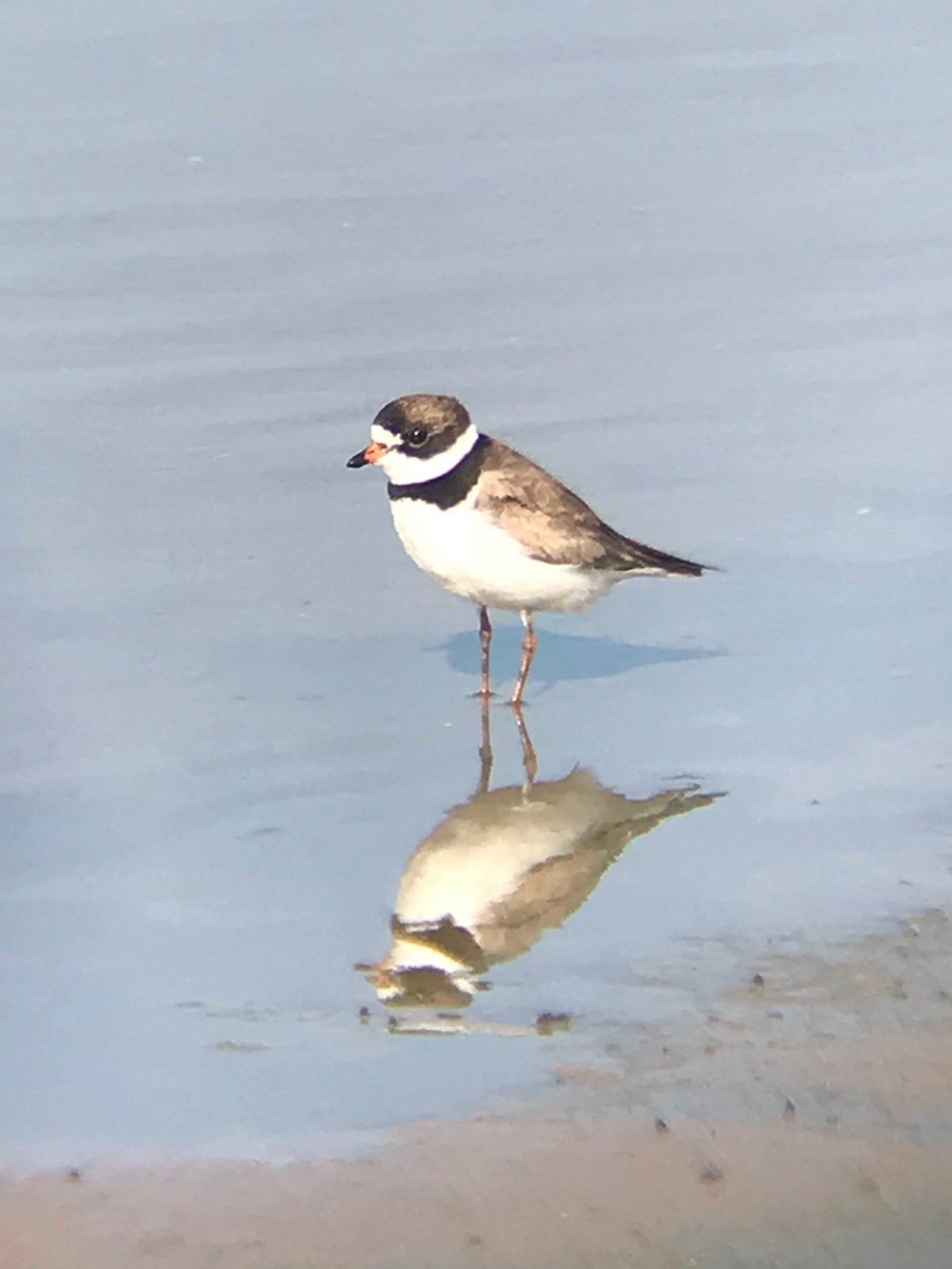 Chorlitejo Semipalmeado - ML170518631