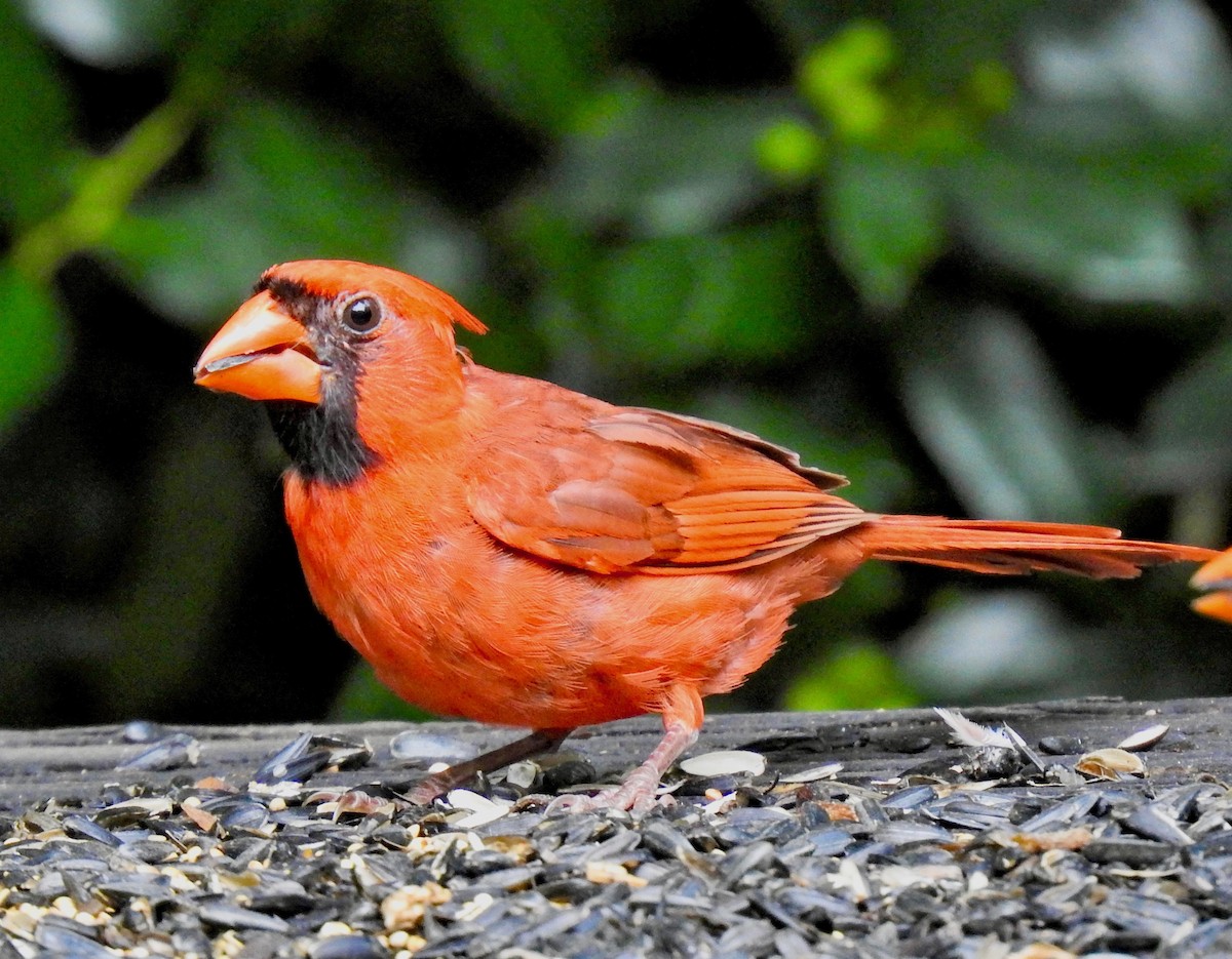 Cardinal rouge - ML170518801