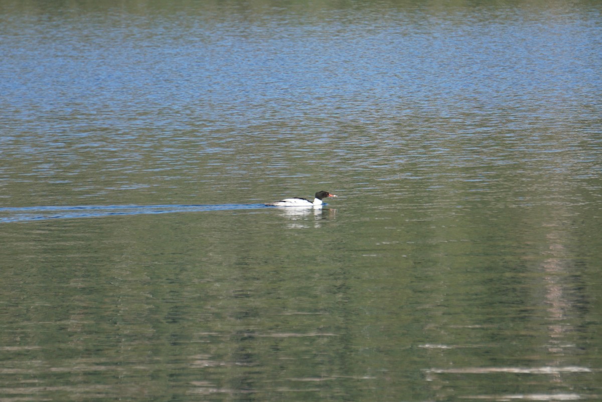 Common Merganser - ML170520541