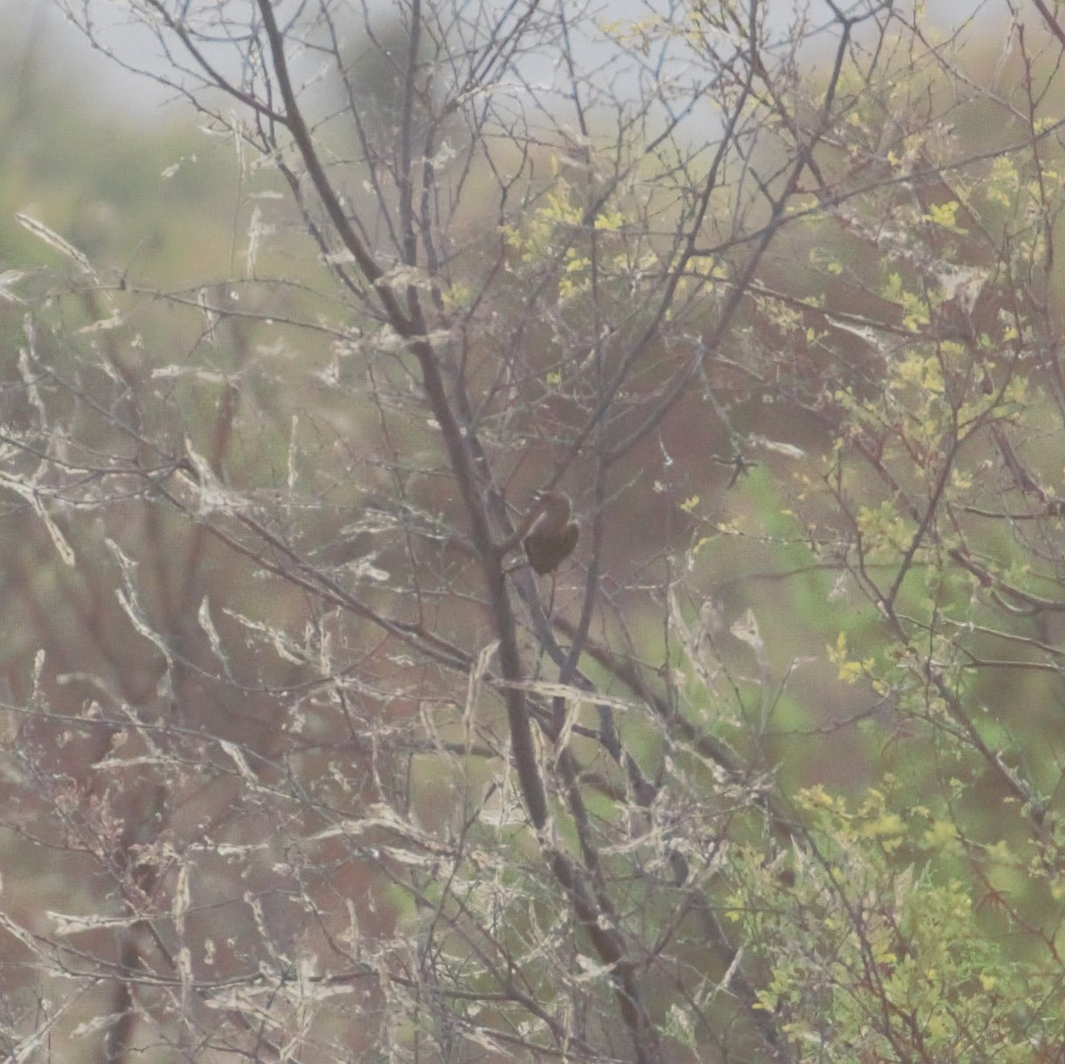 Gila Woodpecker - ML170521411