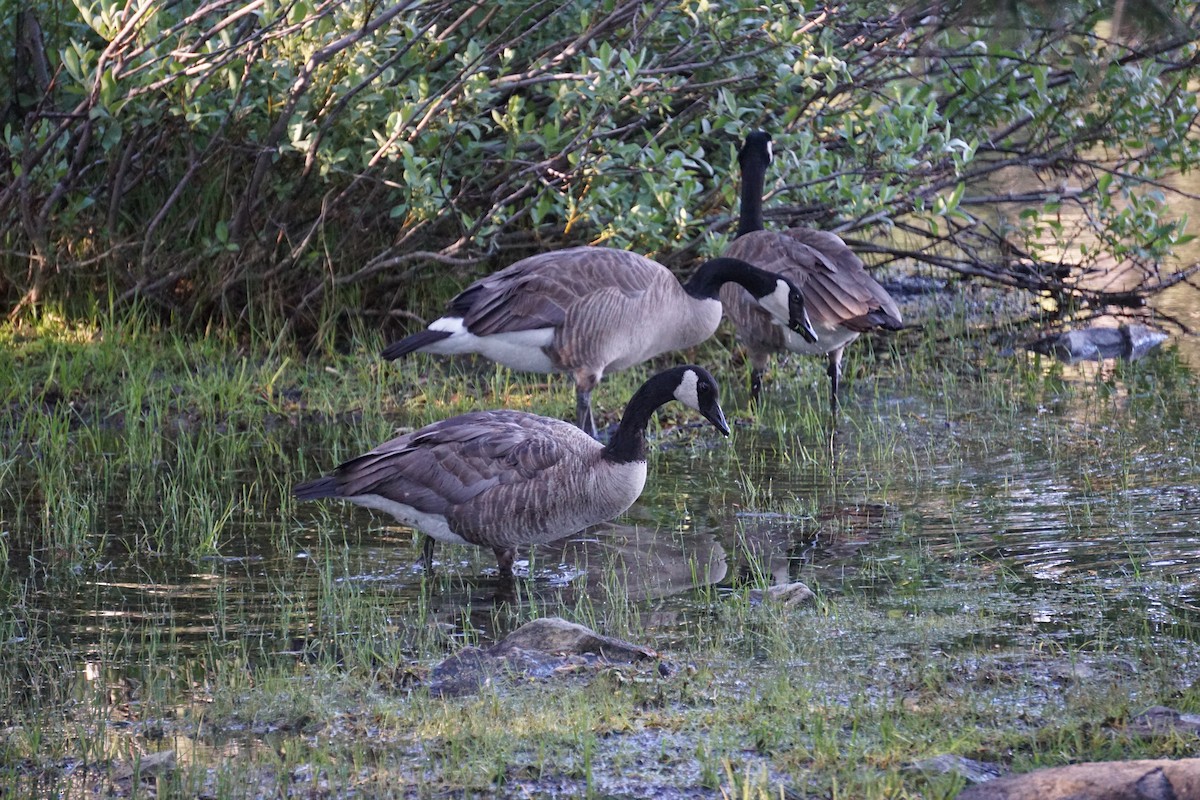 Canada Goose - ML170521611