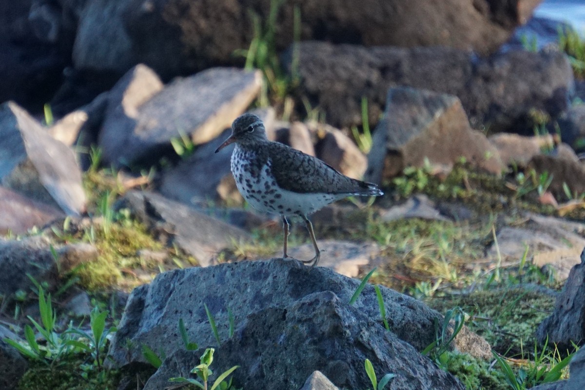 Spotted Sandpiper - ML170521911