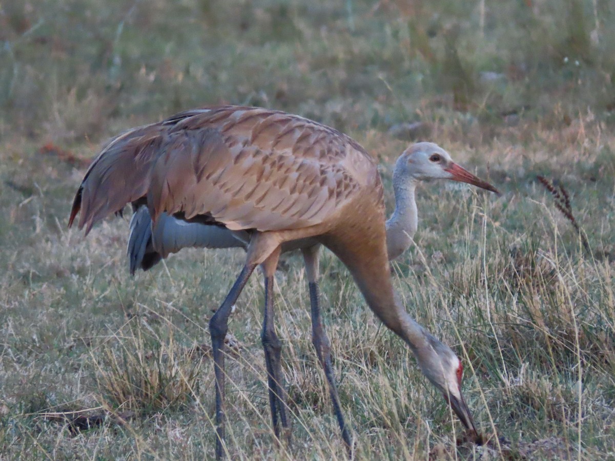 Grulla Canadiense - ML170522201