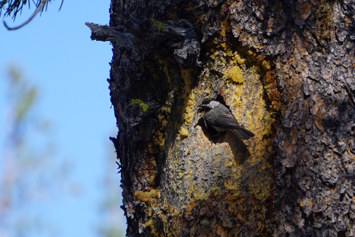 Mountain Chickadee - ML170522611