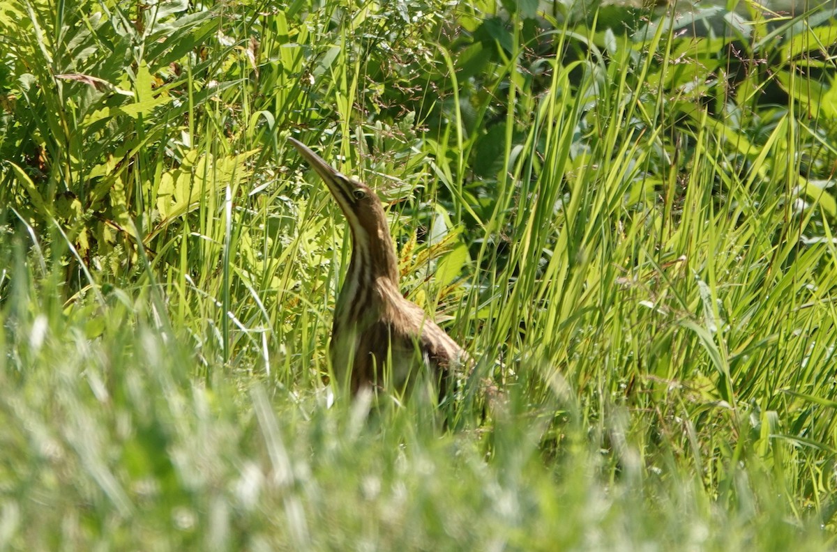 American Bittern - ML170524221