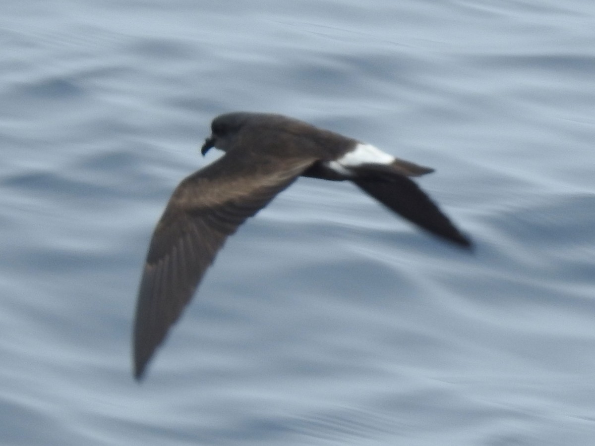 Townsend's Storm-Petrel - ML170524631