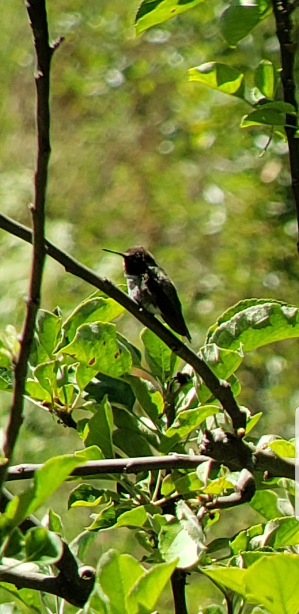 Anna's Hummingbird - ML170526561