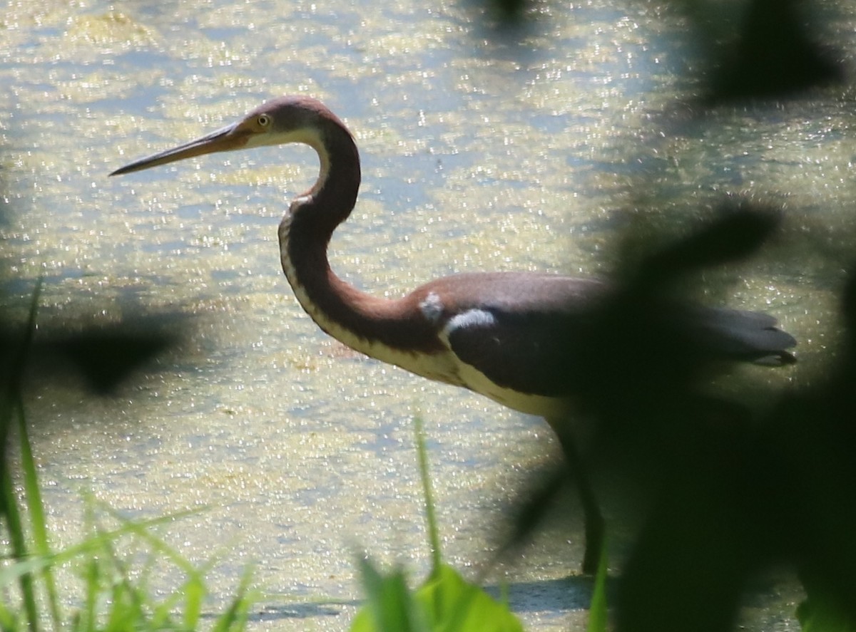 Tricolored Heron - Eric Hartshaw