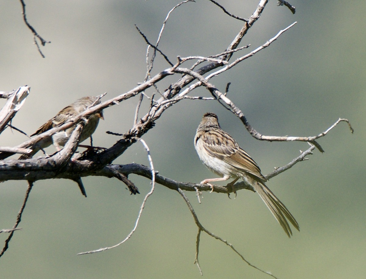 Field Sparrow - ML170528341