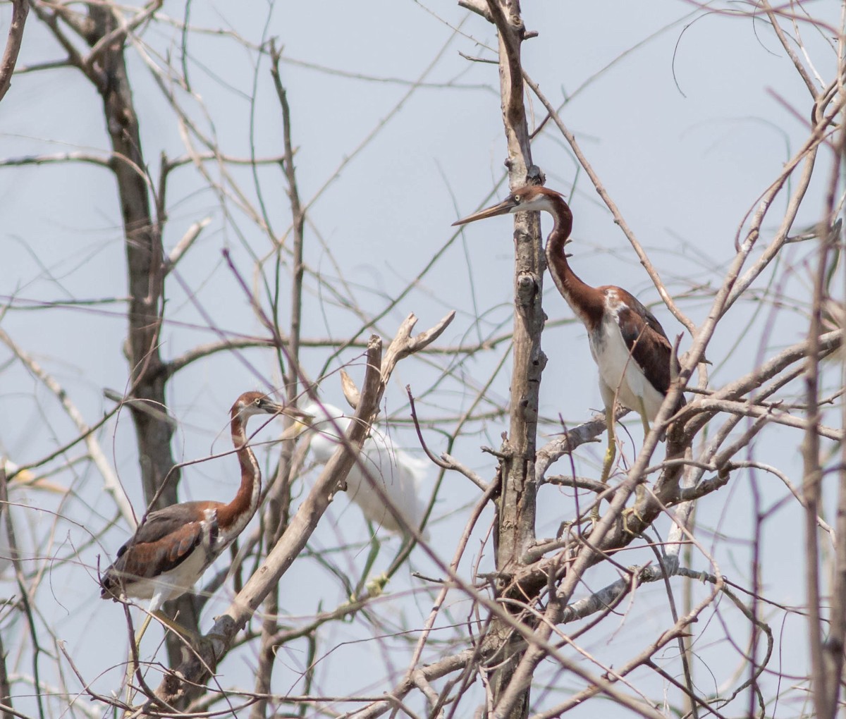 Tricolored Heron - Kirk Gardner