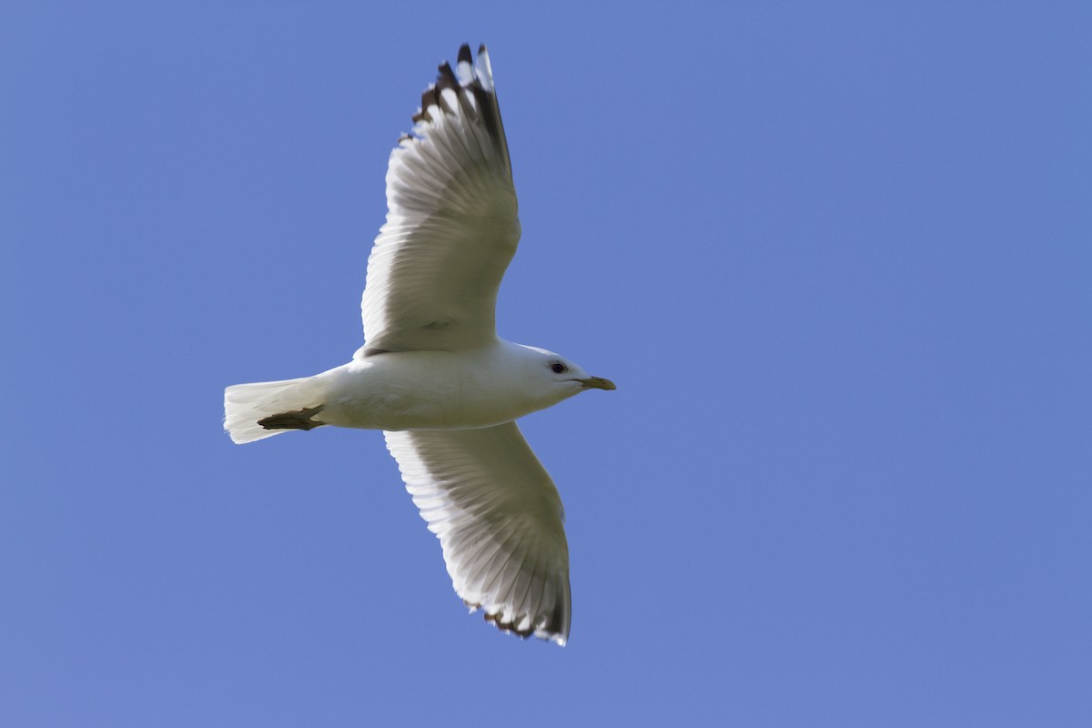 Short-billed Gull - ML170528411