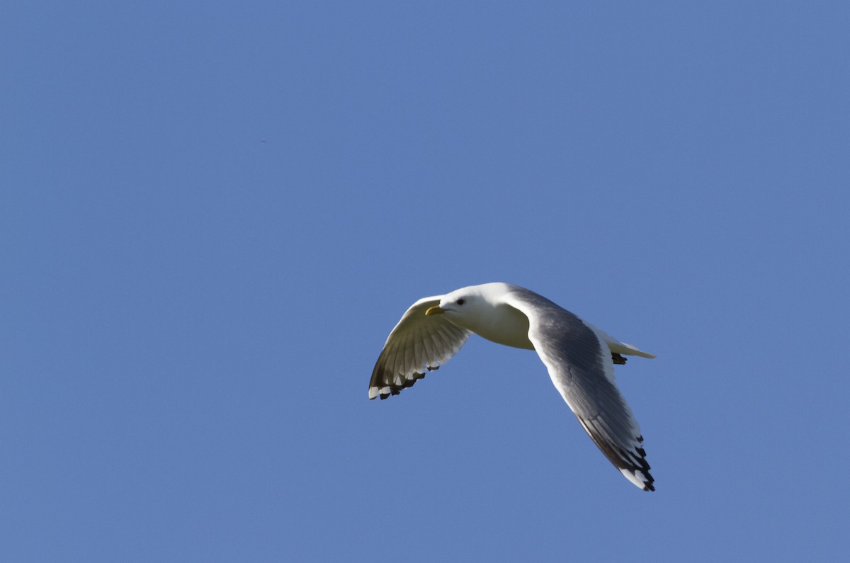 Short-billed Gull - ML170528431