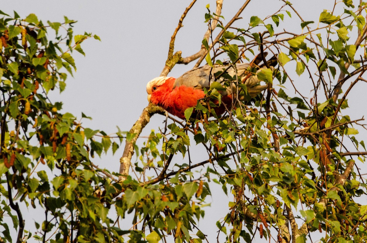 Cacatúa Galah - ML170529781