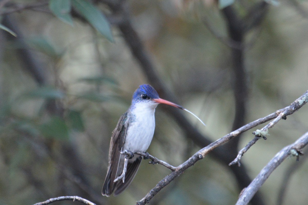 Violet-crowned Hummingbird - ML170530471