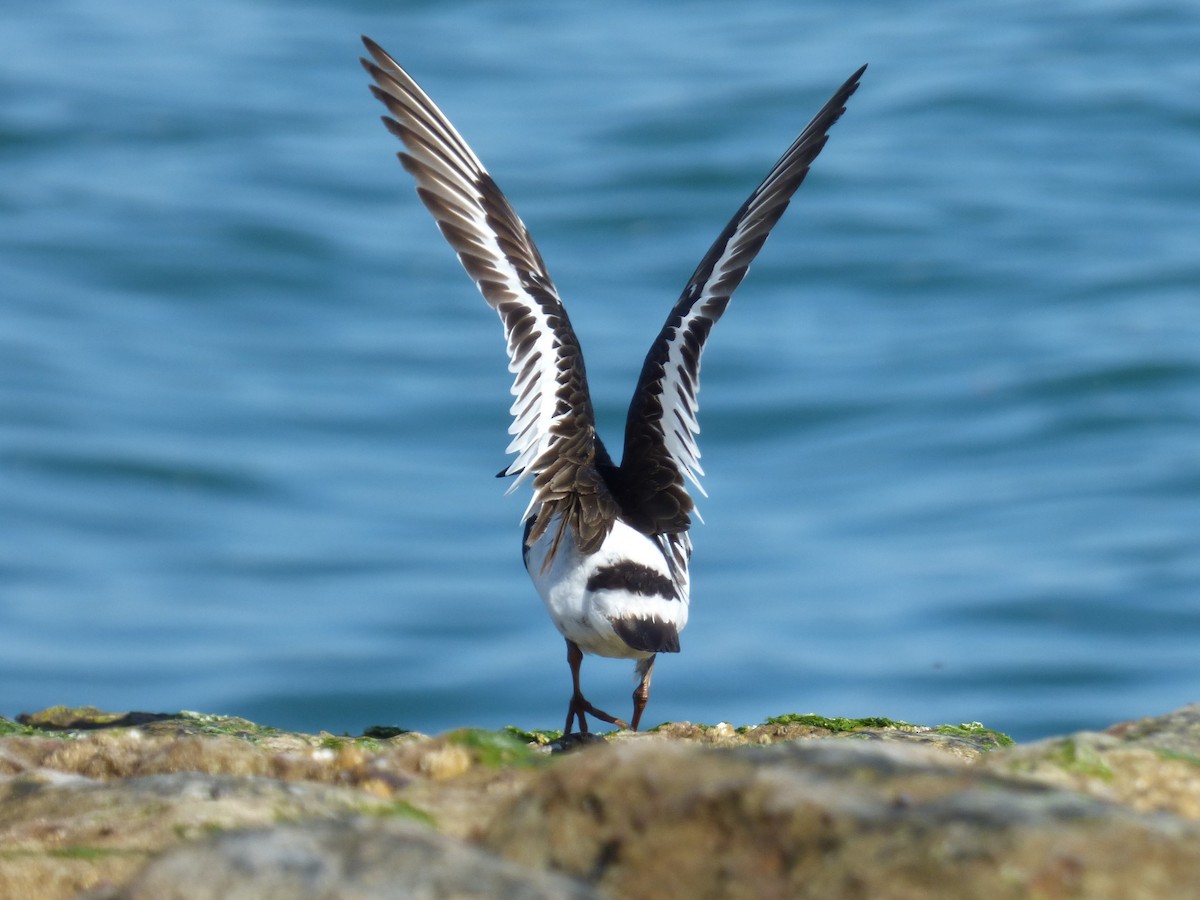 Black Turnstone - ML170533911