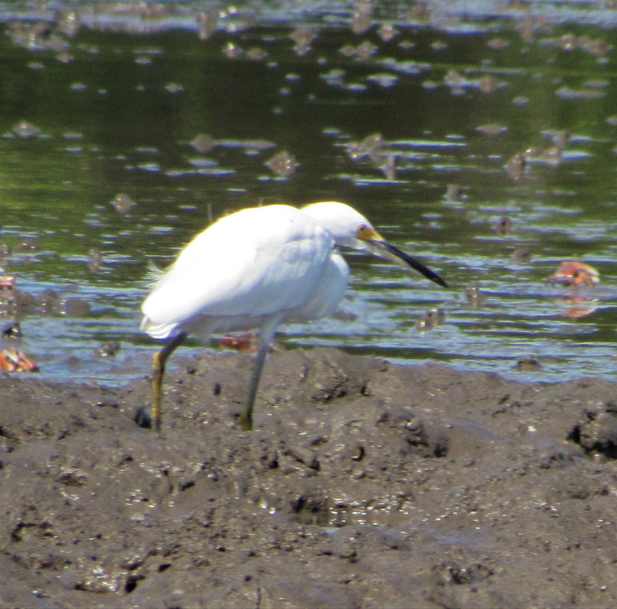 Aigrette neigeuse - ML170534351